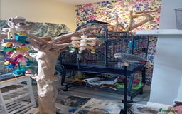 Parrots birds for sale: African Grey - Image 2
