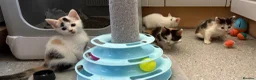 Sphynx cats for sale: Spyhnx mixed breed  in Epsom - Advert 7