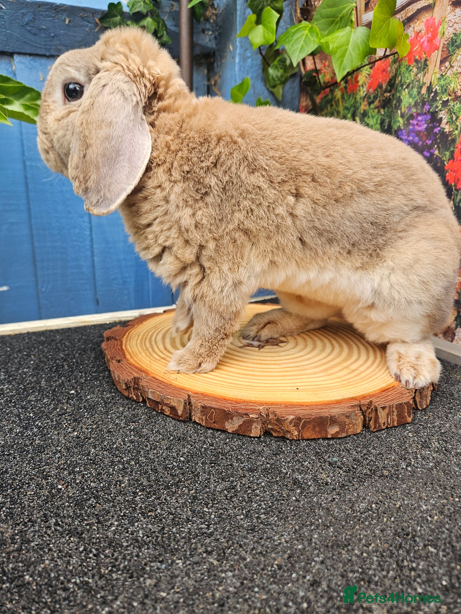 Mini Lop rabbits Transport 7th june Blue Fox Mini Plush Lop Buck - Advert 1