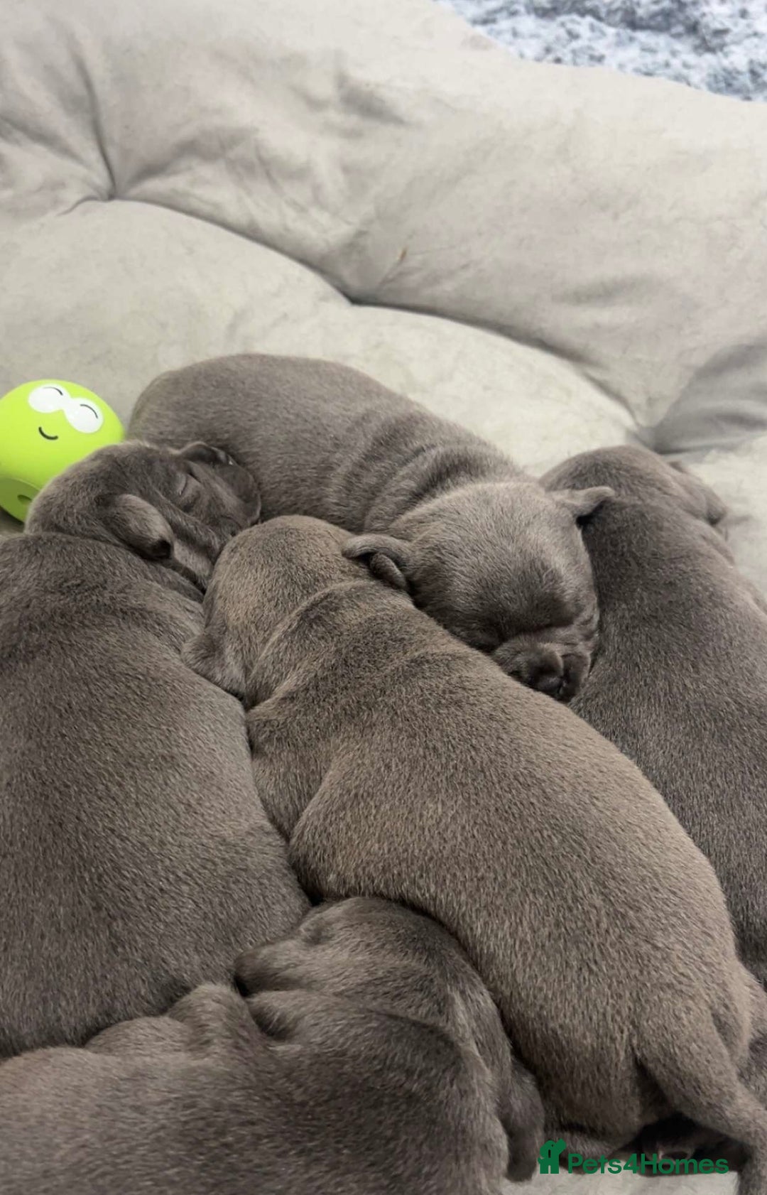 Staffordshire Bull Terrier dogs for sale: 🏆  GRAND CHAMPION Staffordshire Bull Terrier Pups - Image 11