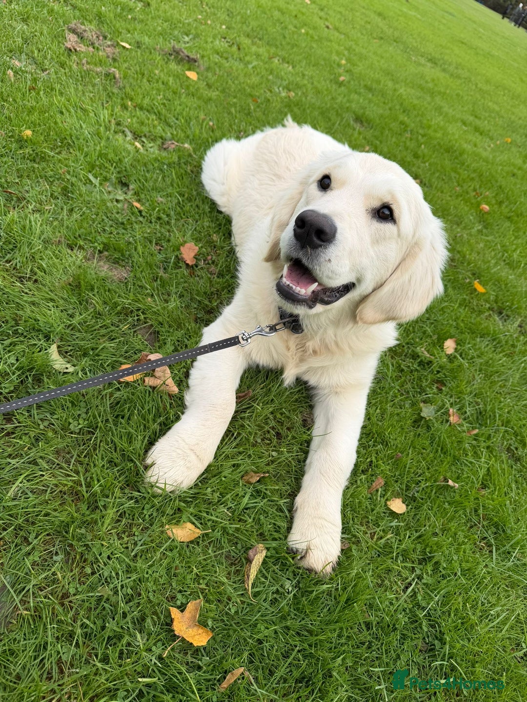 Golden Retriever dogs for sale: Golden retriever  - Advert 5