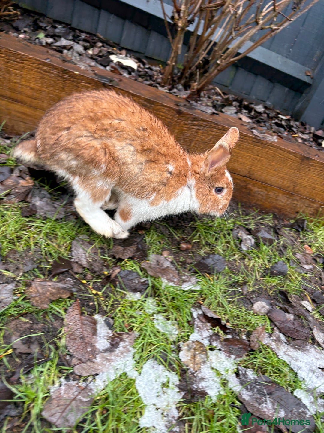 Lionhead rabbits for sale: Two male lionhead rabbits and cage - Advert 5