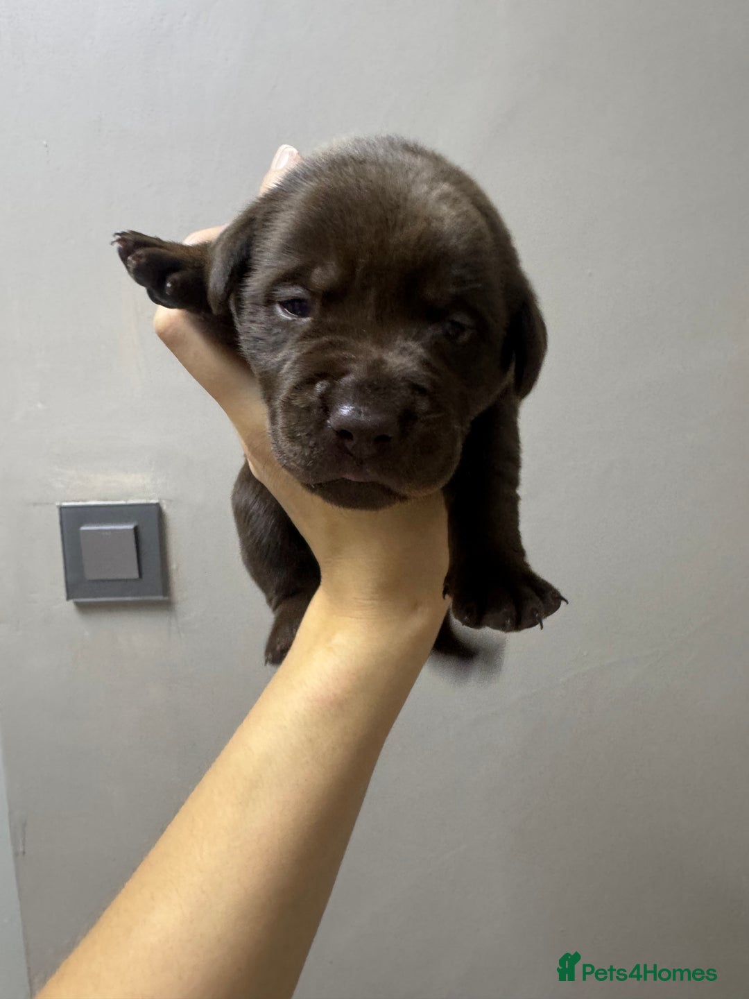 Mixed Breed dogs for sale: Shar Pei cross breed X Labrador Puppies  - Advert 37