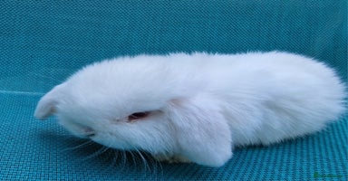 Mini Lop rabbits - Advert 3