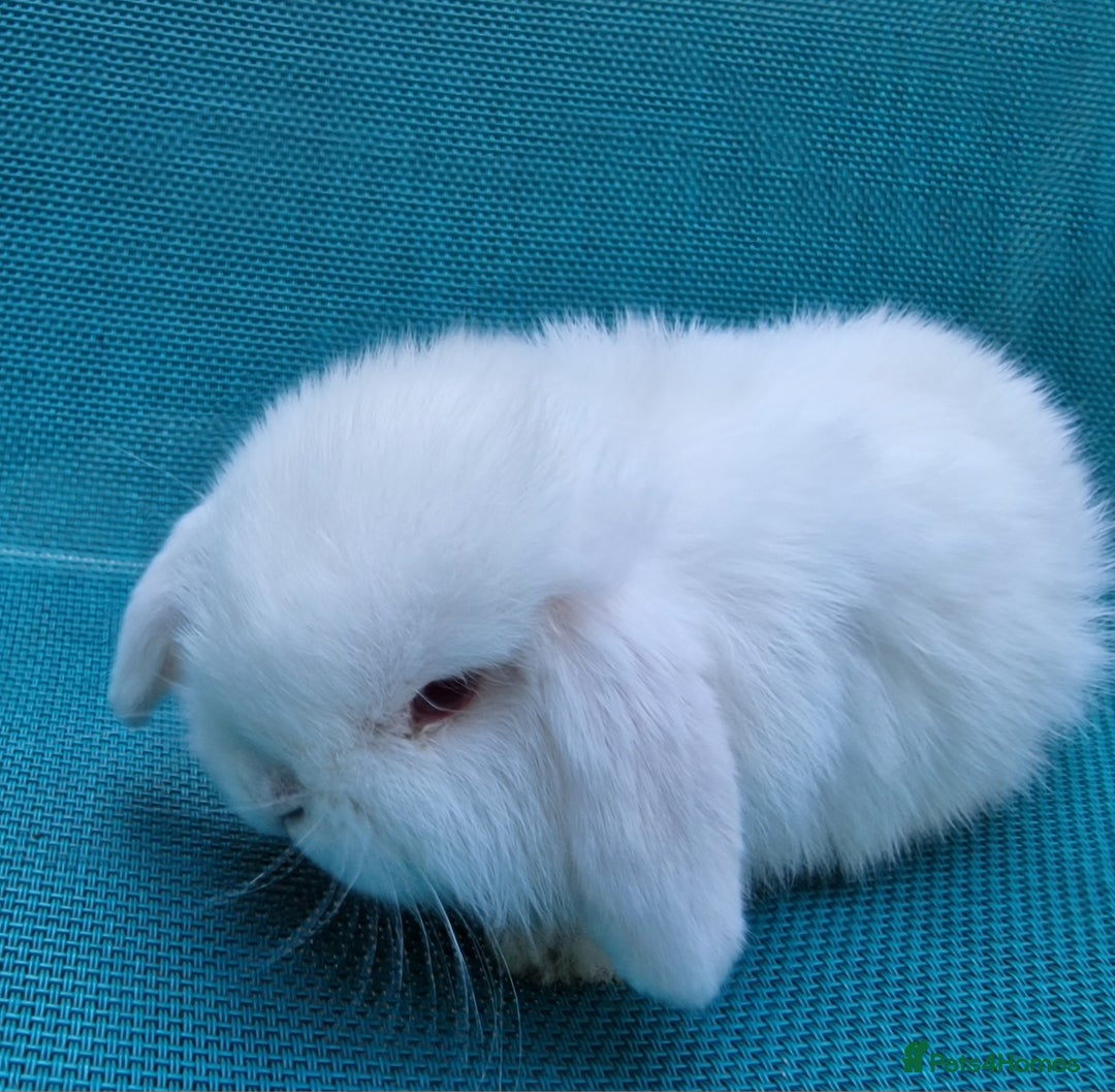 Mini Lop rabbits for sale: Mini lop babies  - Image 2