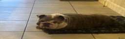 English Bulldog dogs for sale: English bulldog  - Advert 6