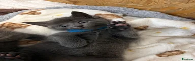 British Shorthair Kitten blue