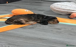 Cocker Spaniel dogs for sale: Sable Cocker Spaniels  - Image 13