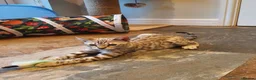 Bengal cats for sale: 🐆💕Very Beautiful Tica Registered Bengal Kittens. - Advert 19