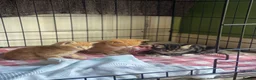 Mixed Breed cats for sale: 4 ginger boys 1 tabby girl  - Advert 6
