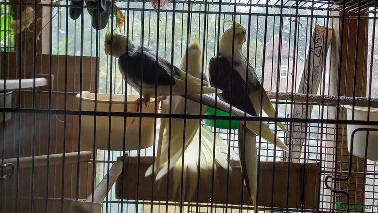 Cockatiels birds - Advert 5
