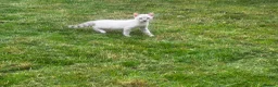 Bengal cats for sale: Bengal tiger kittens  - Advert 10
