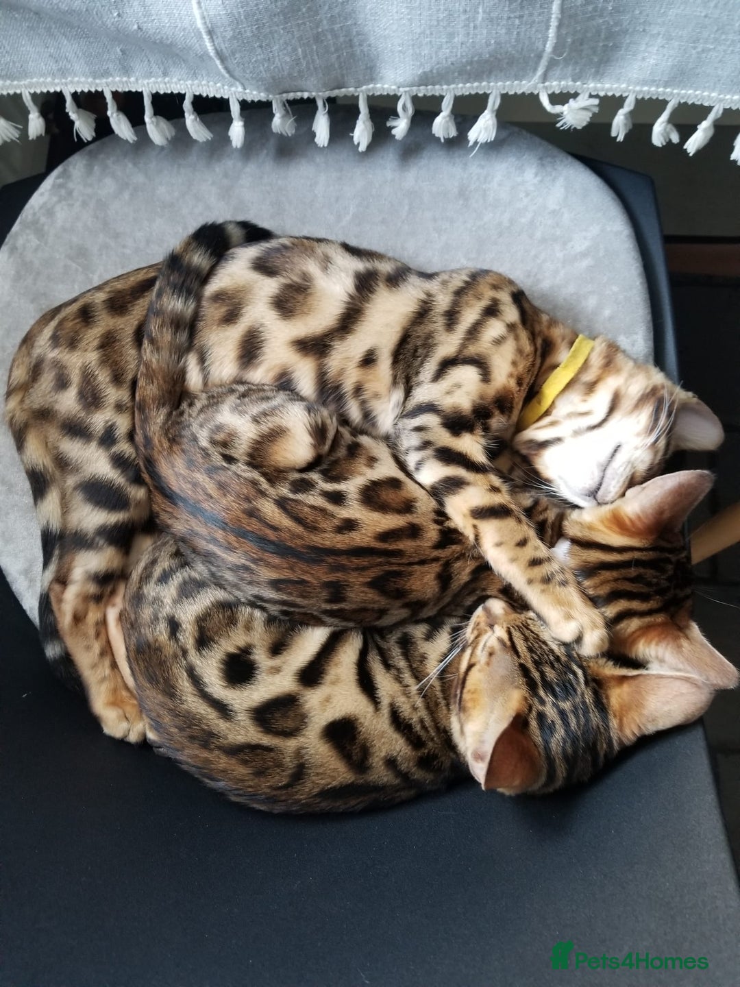 Bengal cats for sale: Top quality pure Bengal kittens available now in Watford - Image 11