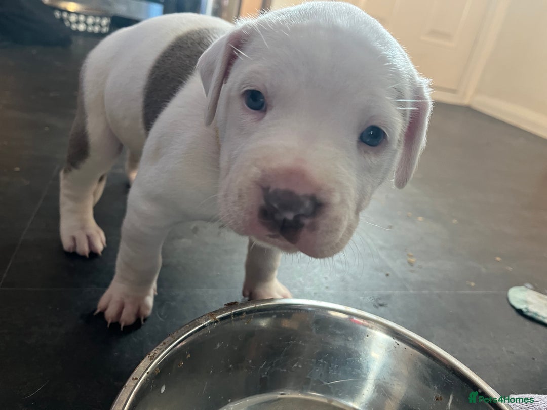 Mixed Breed dogs for sale: 2 beautiful American bully cross staffy puppies - Advert 24