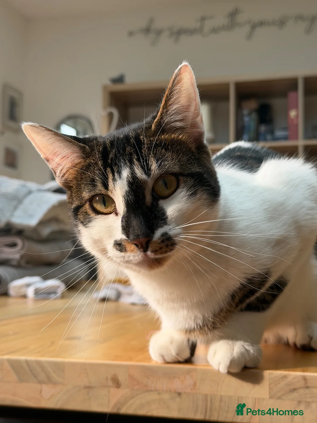 Bengal cats for sale: Barbara - Advert 1