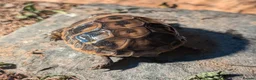 Tortoise reptiles for sale: Hermans Tortoise Hatchlings in Hertford - Advert 3