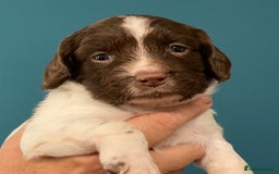 English Springer Spaniel dogs for sale: FTCH sired English Springer Spaniel Puppies - Image 12
