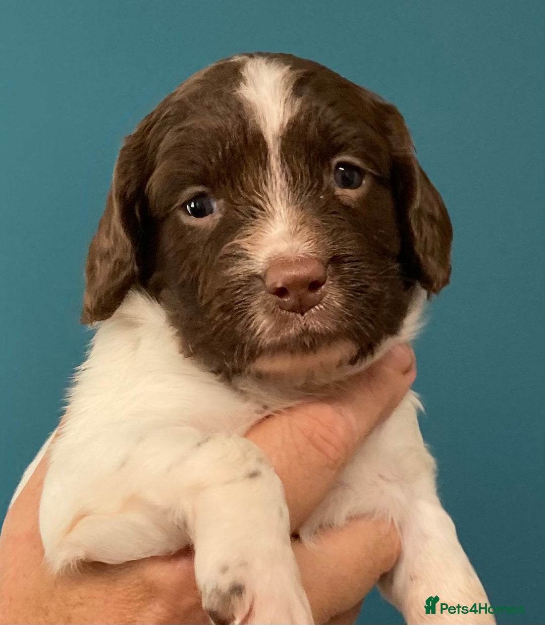 English Springer Spaniel dogs for sale: FTCH sired English Springer Spaniel Puppies - Image 12