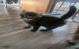 Mixed Breed cats for sale: Two Perdoll Female Kittens Looking for a Home - Image 7