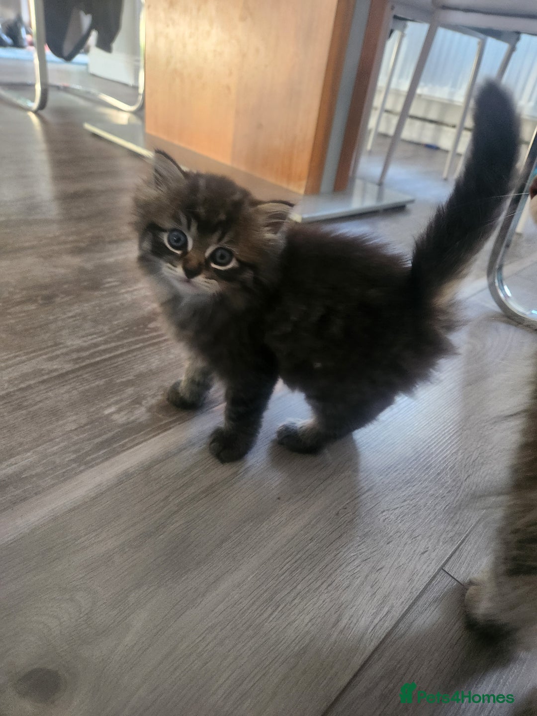 Mixed Breed cats for sale: Two Perdoll Female Kittens Looking for a Home - Image 7