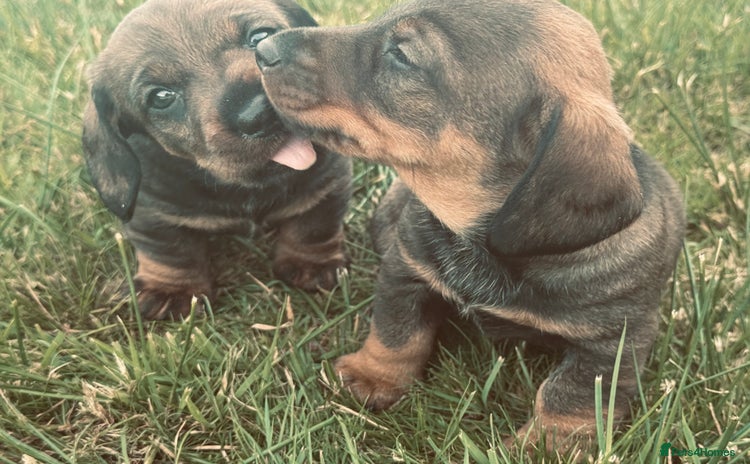 Dachshund dogs - Advert 1
