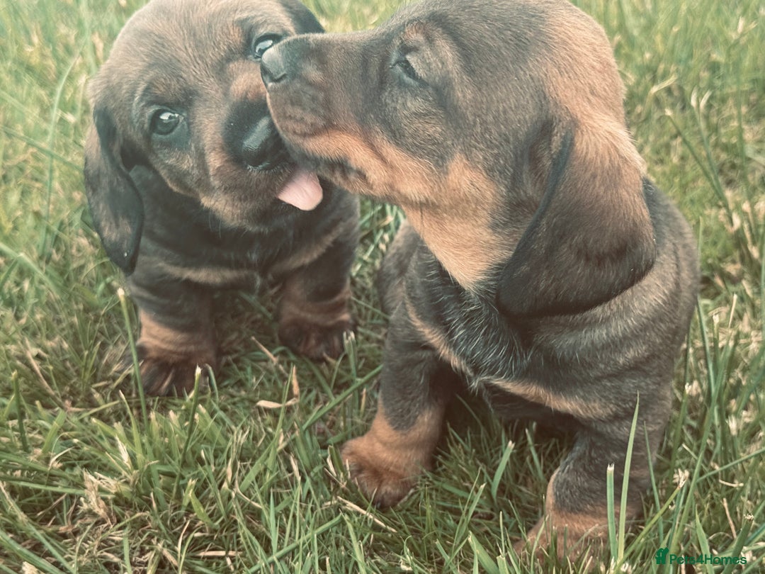 Dachshund dogs for sale: Wire Haired Dachshund 'Teckel' puppies for sale - Image 1