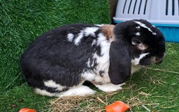 French Lop rabbits for sale: PURE Giant French Lops - Vaccinated - RESERVE - Image 19
