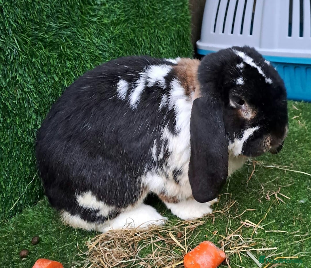 French Lop rabbits for sale: PURE Giant French Lops - Vaccinated - RESERVE - Image 19