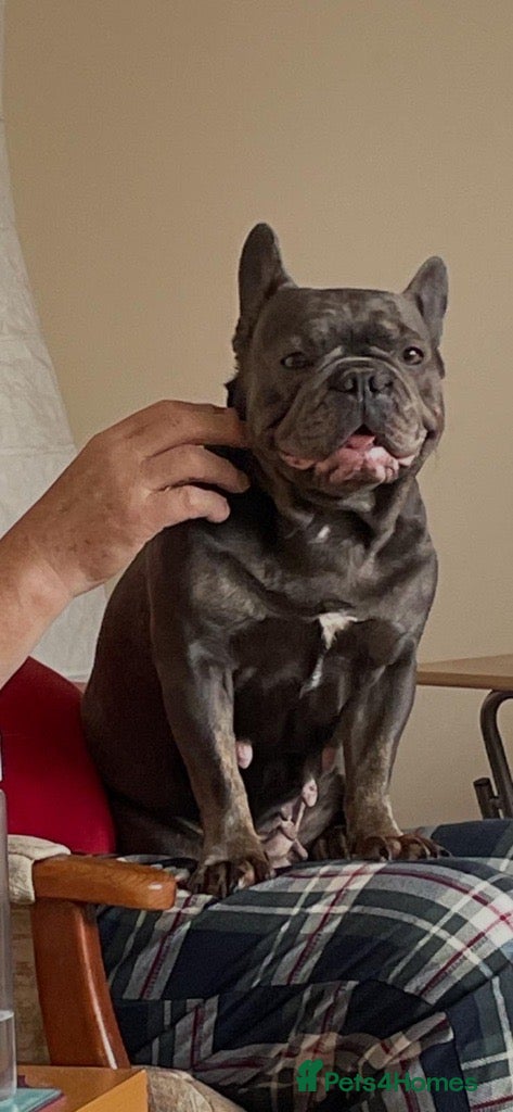 French Bulldog dogs for sale: Luna & Mike NEED a New Loving Home - Advert 4