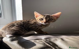 Bengal cats for sale: Pure bred bengal kittens - Image 15