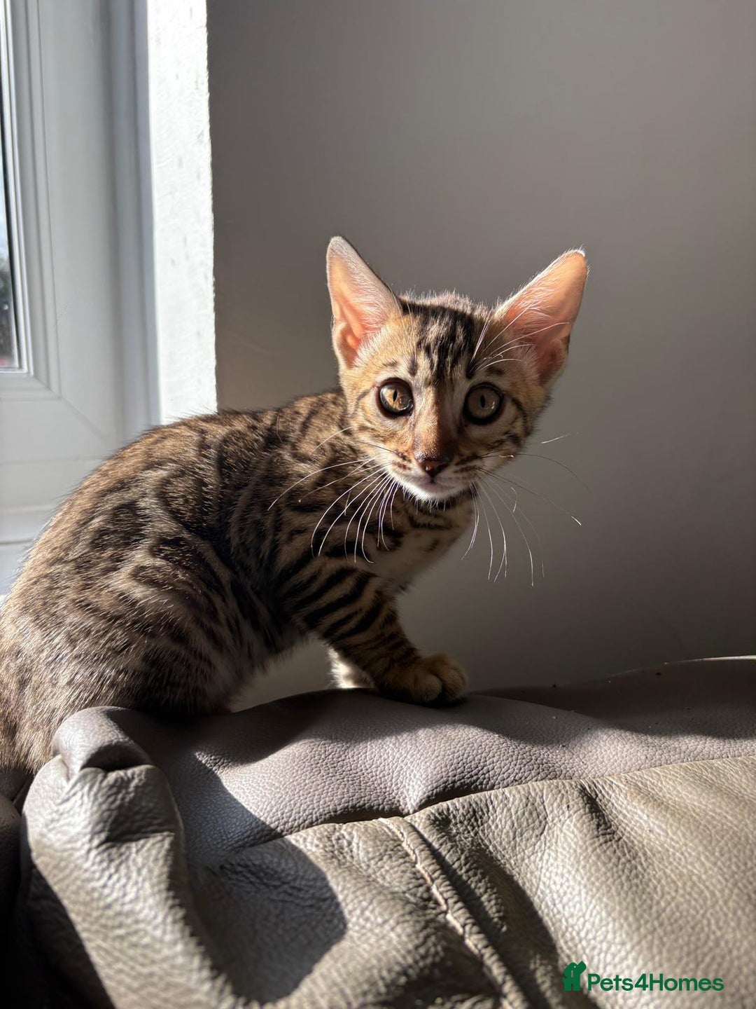 Bengal cats for sale: Pure bred bengal kittens - Image 15