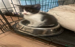 Ragdoll cats for sale: Ragdoll Cross Kittens - Advert 3