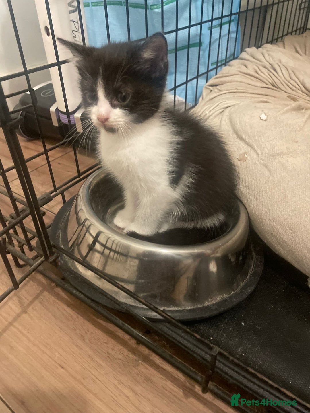 Ragdoll cats for sale: Ragdoll Cross Kittens - Advert 3