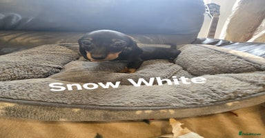 Miniature Dachshund dogs - Advert 7