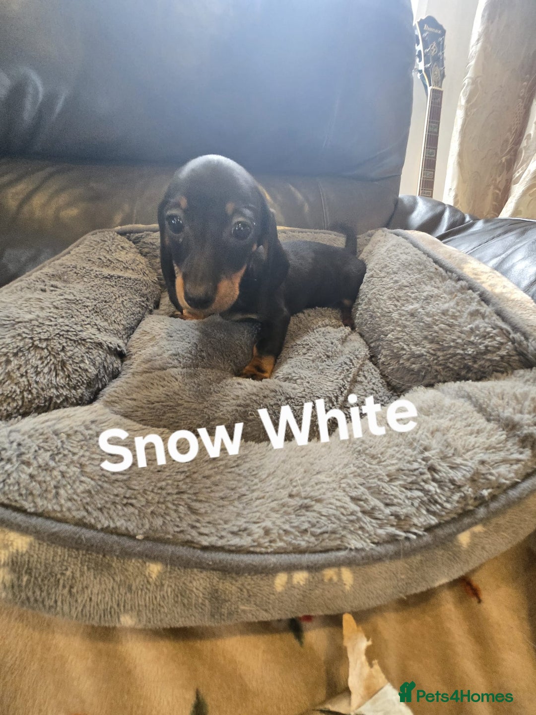Miniature Dachshund dogs for sale: BEAUTIFUL DAPPLE MINIATURE DACHSHUND PUPPIES - Image 2