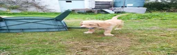 Goldador dogs for sale: Golden retriever Labrador cross  in Glasgow - Advert 9