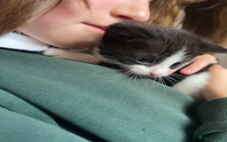 British Shorthair cats for sale: 2 beautiful kittens  - Image 7