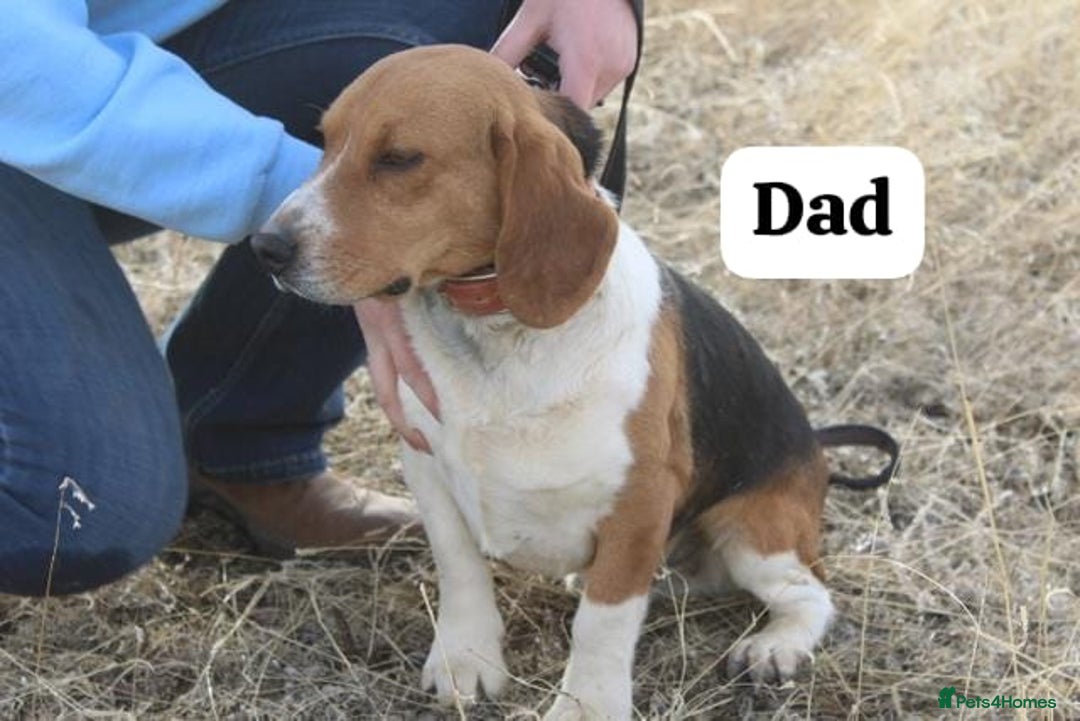 Beagle dogs for sale: Health checked beagle puppies - Advert 5