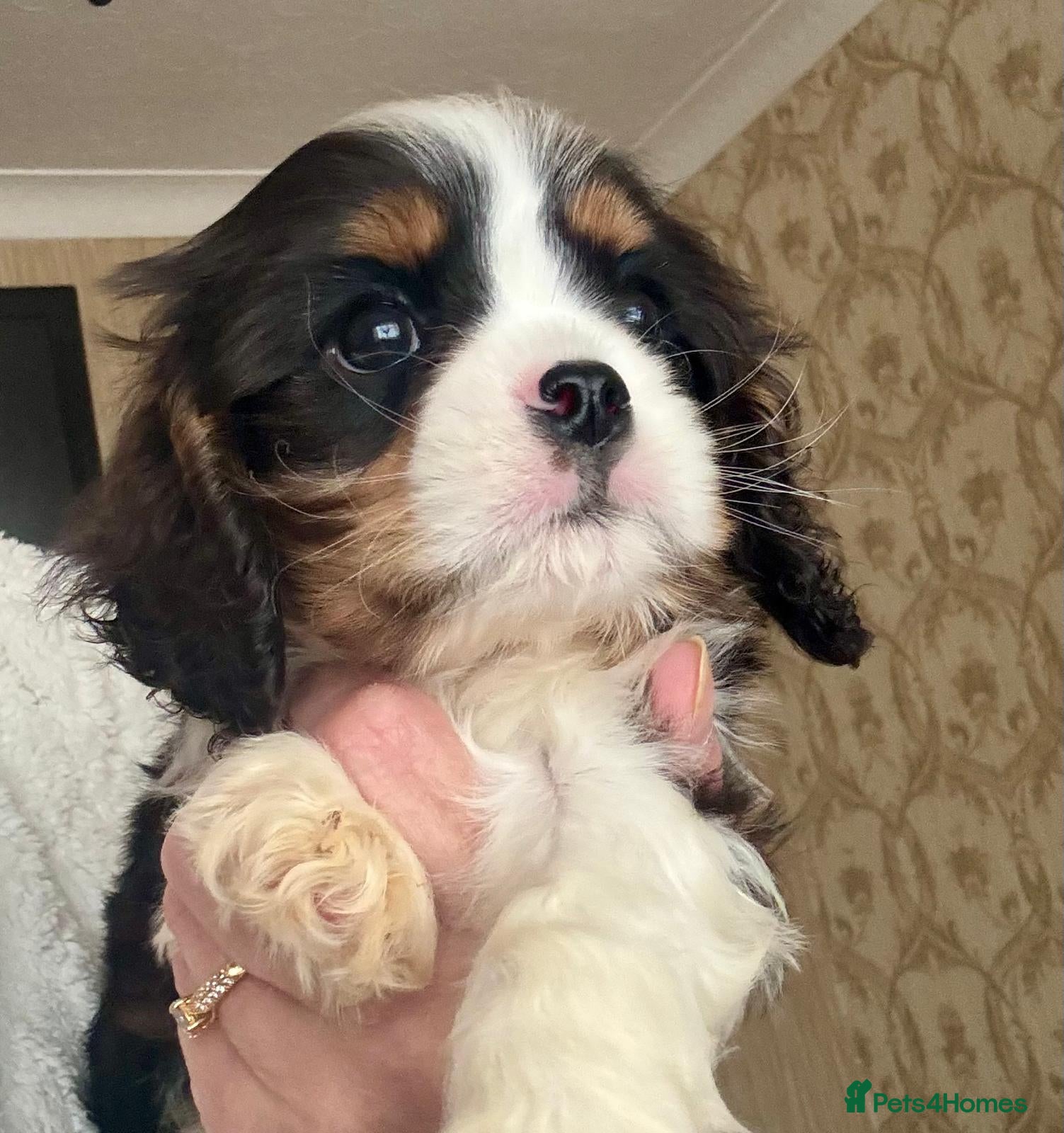 Cavalier King Charles Spaniel dogs Cavalier King Charles spaniel  - Advert 1