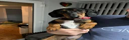 Dachshund dogs for sale: Beautiful tri coloured boy  - Advert 4