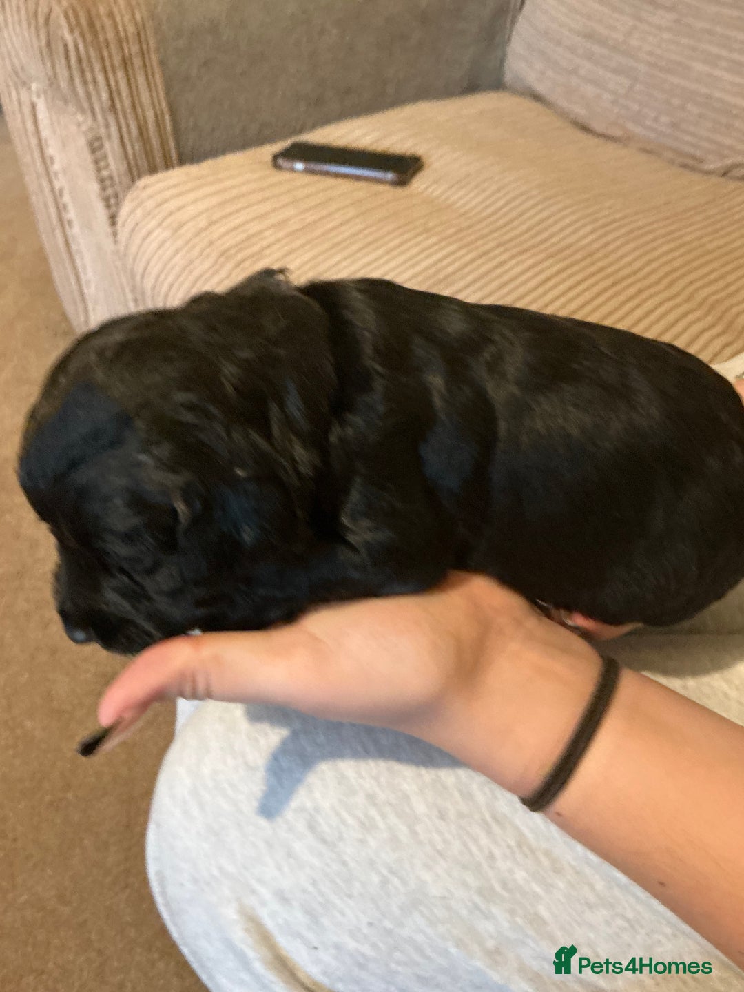 Sprocker dogs for sale: SPROCKER PUPPIES FOR SALE - Advert 8