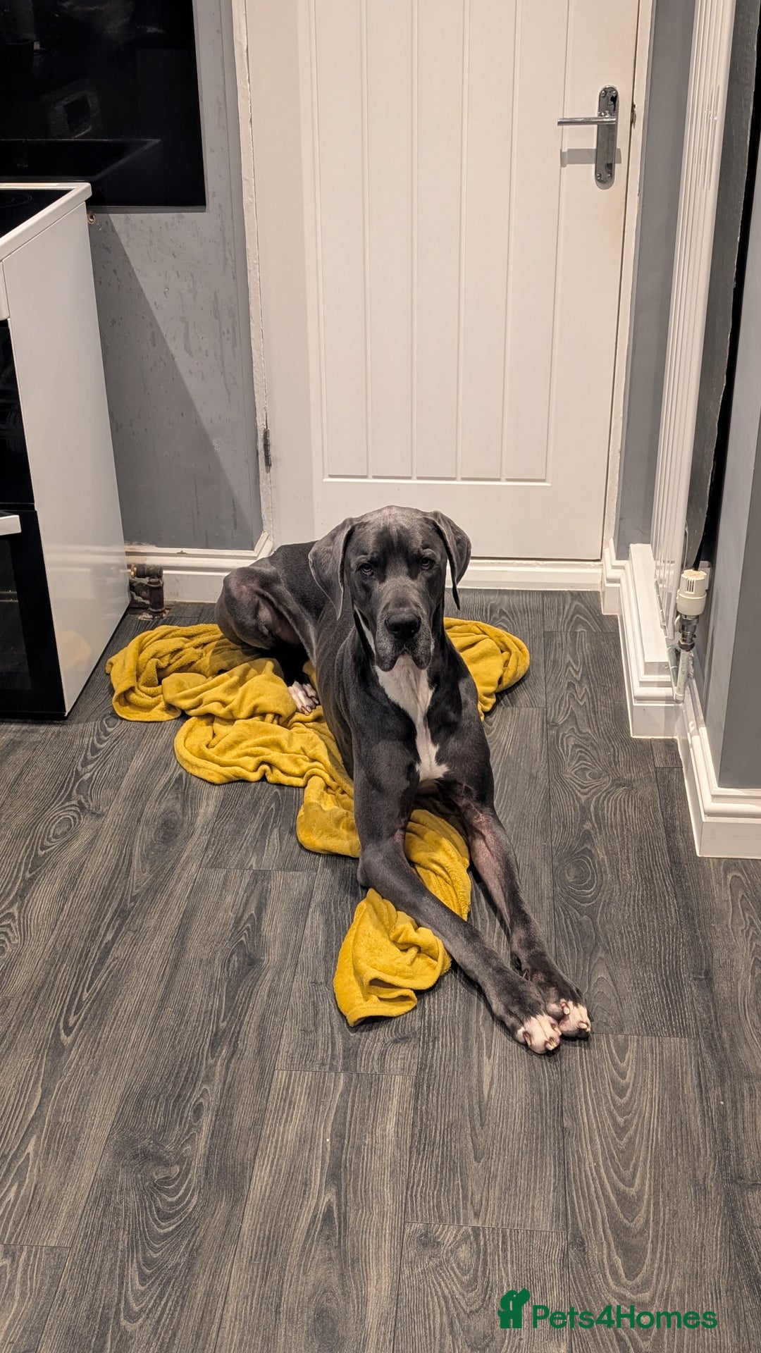 Great Dane dogs for sale: Great Dane 2 years - Advert 1