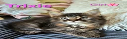Maine Coon cats for sale: 🐈 Gorgeous Maine Coon Kittens Ready for new homes - Advert 7