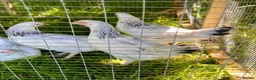 Chickens poultry for sale: Hybrid Hen Chickens For Sale Light Sussex Leghorn in Tonbridge - Advert 7