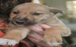 Border Collie dogs for sale: Adorable border collie pups - Image 3