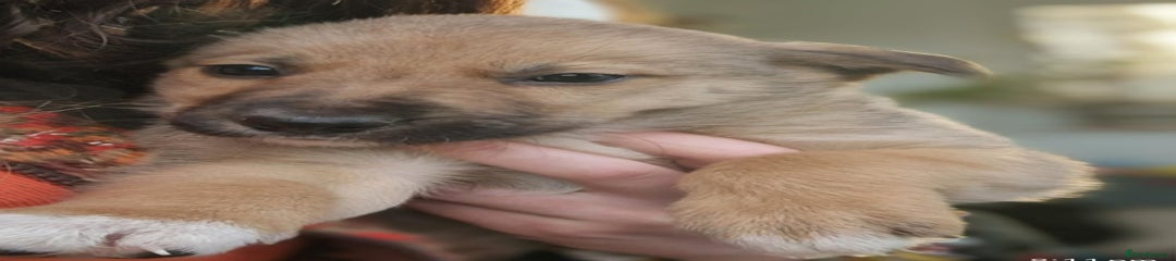 Border Collie Puppy 2