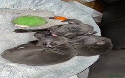 Staffordshire Bull Terrier dogs for sale: Blue Staffordshire bullterrier  - Image 4