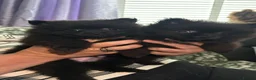 Pomeranian dogs for sale: 2 beautiful pom puppies  - Advert 4