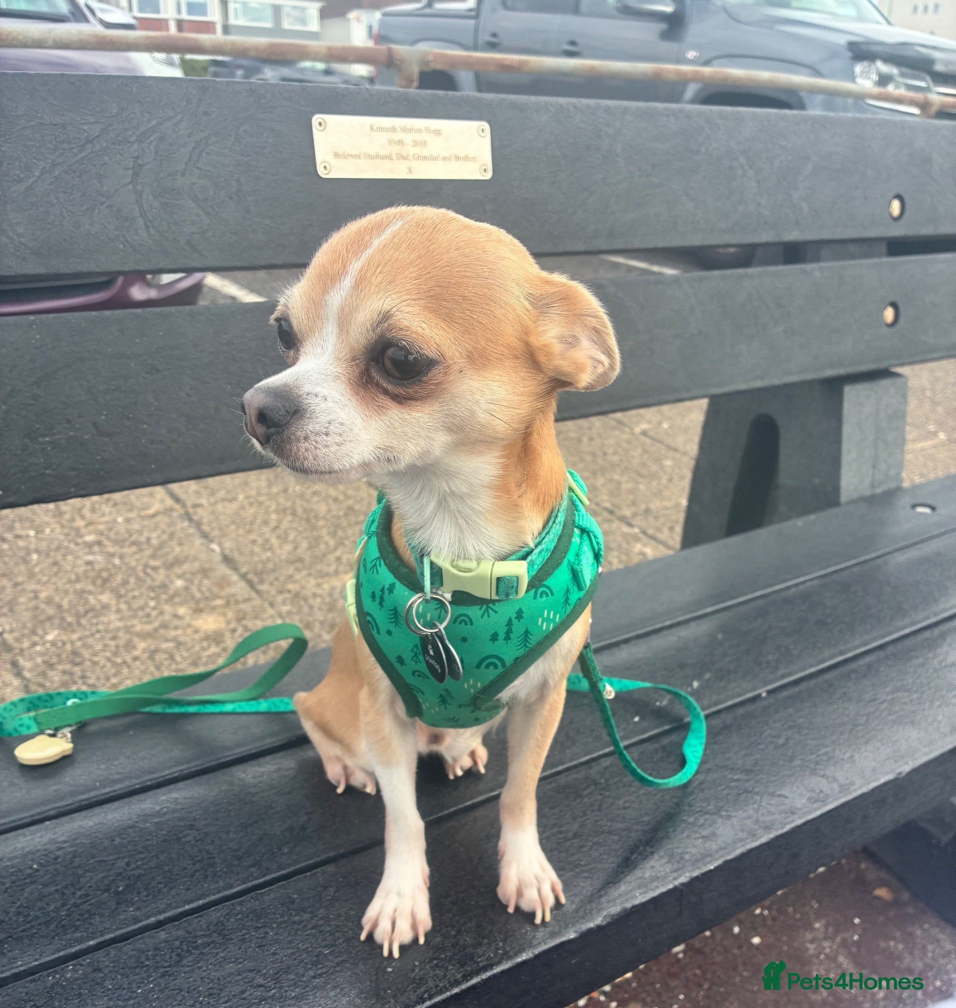 Chihuahua dogs Stud  - Advert 1