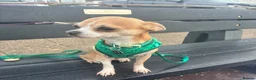 Chihuahua dogs for stud: Stud  - Advert 1